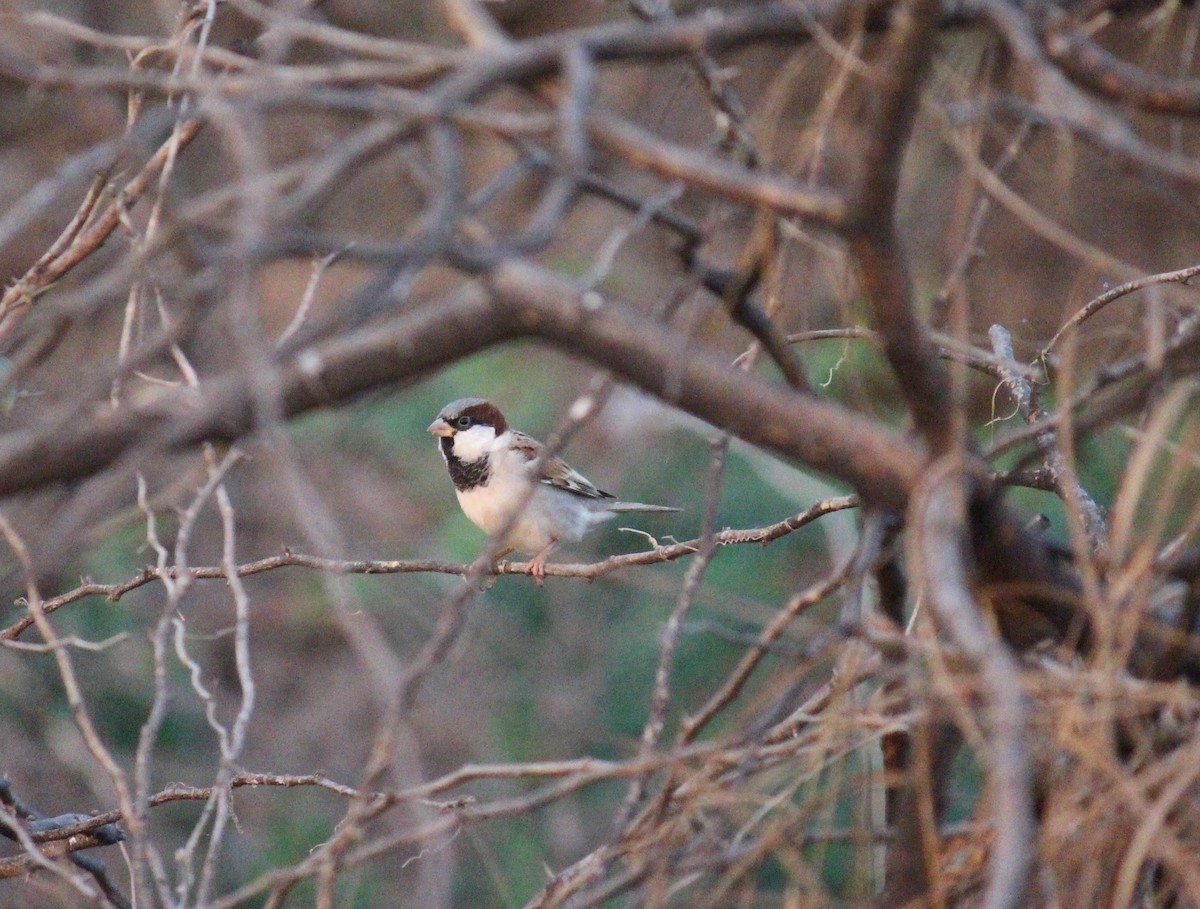 House Sparrow - ML615167598