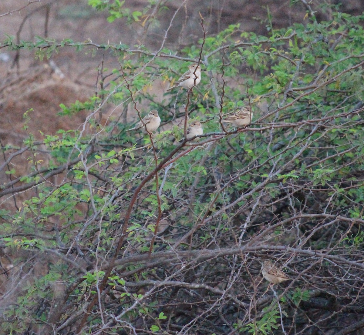 House Sparrow - ML615167599