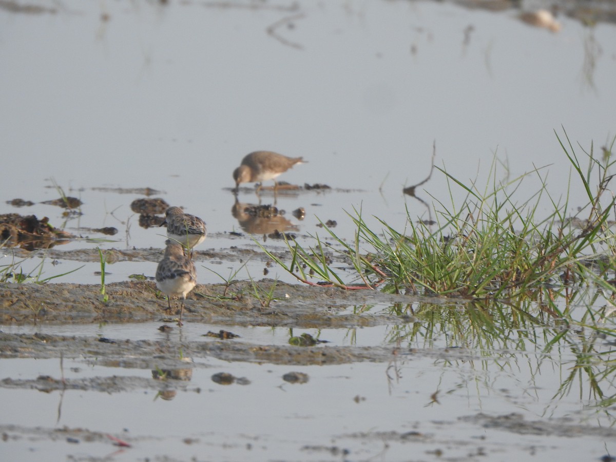 Little Stint - ML615167606