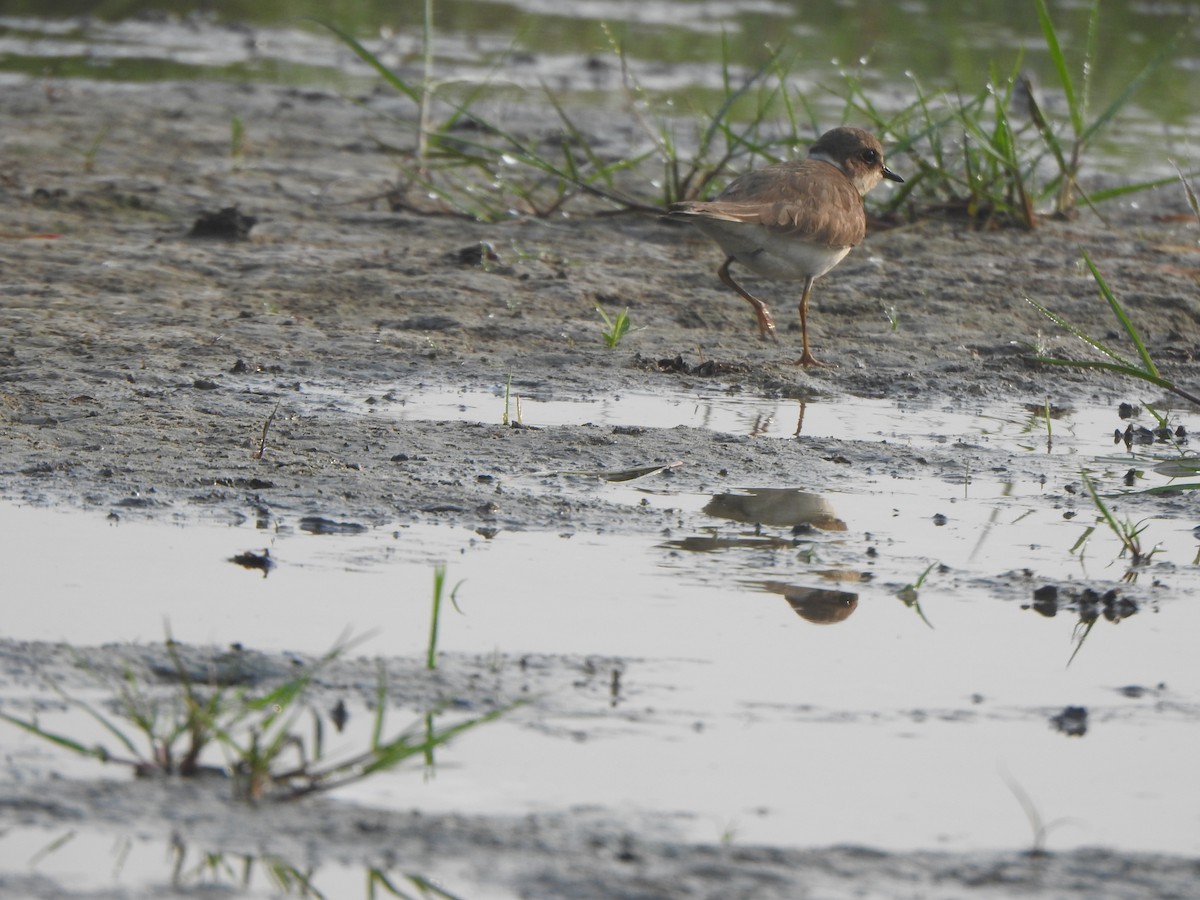 Temminck's Stint - ML615167617