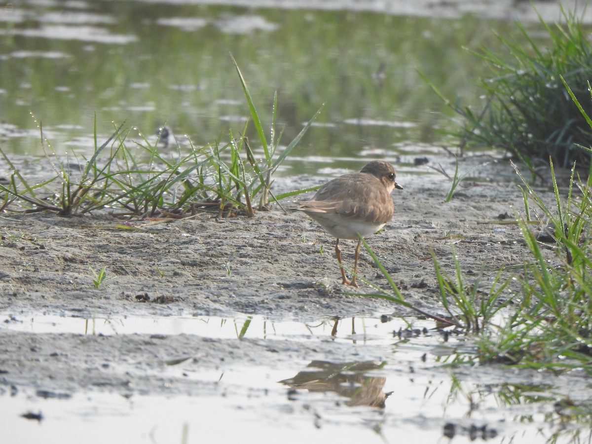 Temminck's Stint - ML615167618