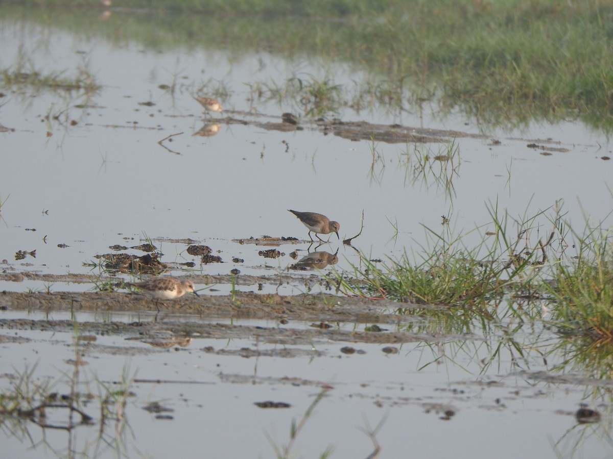 Temminck's Stint - ML615167619