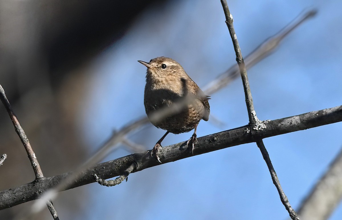 Winter Wren - ML615167624