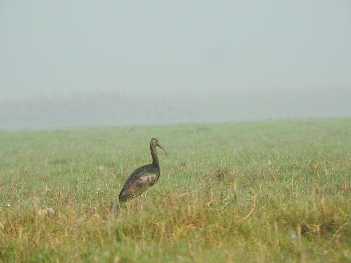 Glossy Ibis - ML615167626