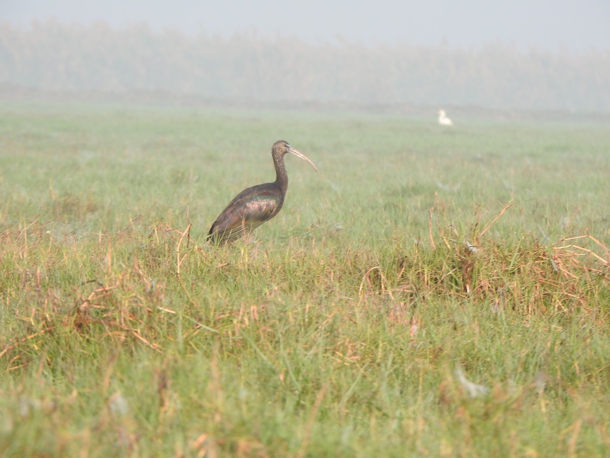 Glossy Ibis - ML615167627