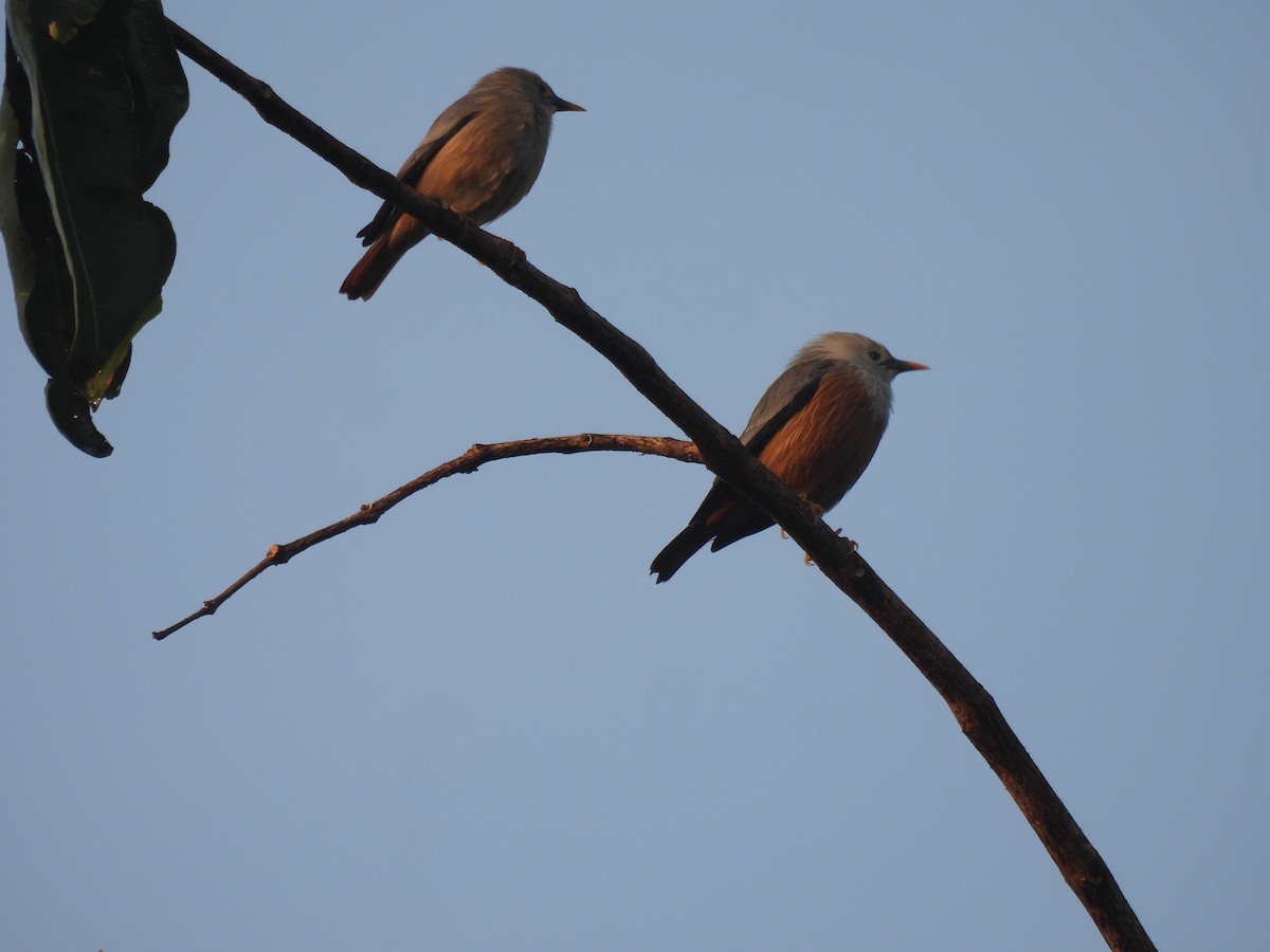 Malabar Starling - ML615167636