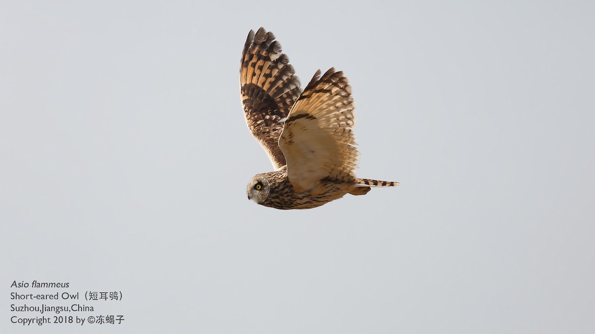 Short-eared Owl - ML615167637