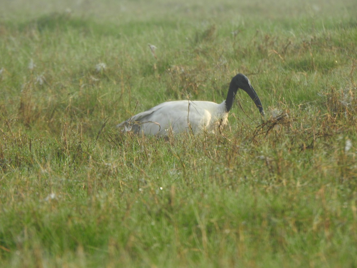 ibis černohlavý - ML615167648