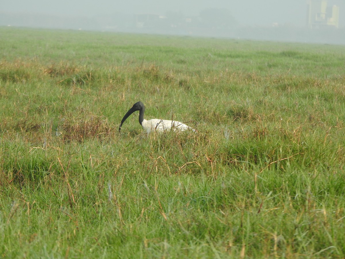 ibis černohlavý - ML615167660