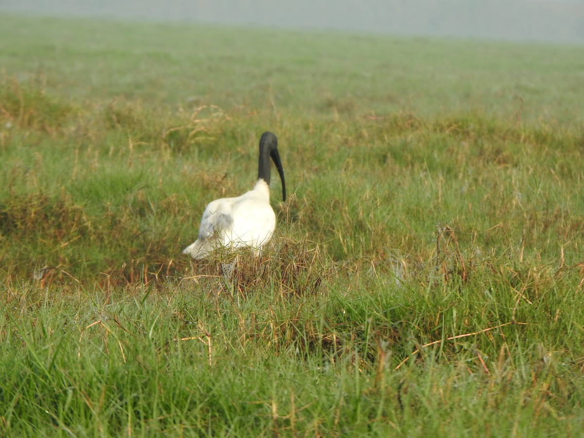 ibis černohlavý - ML615167661