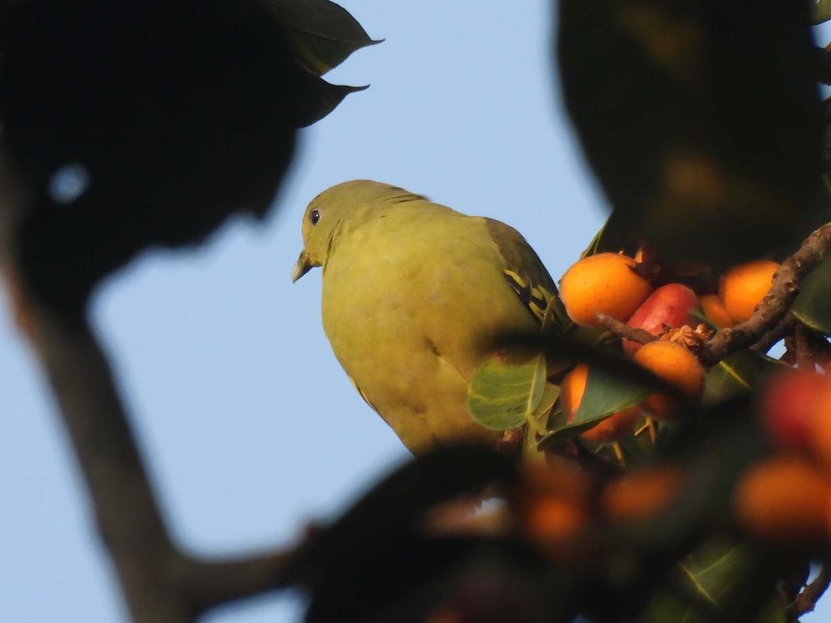 Yellow-footed Green-Pigeon - ML615167667