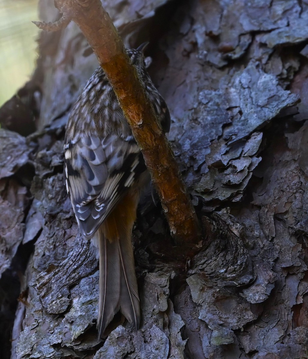 Brown Creeper - ML615167675