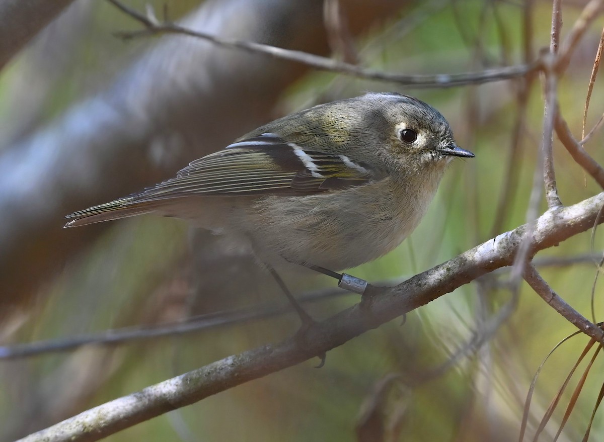 Ruby-crowned Kinglet - ML615167680