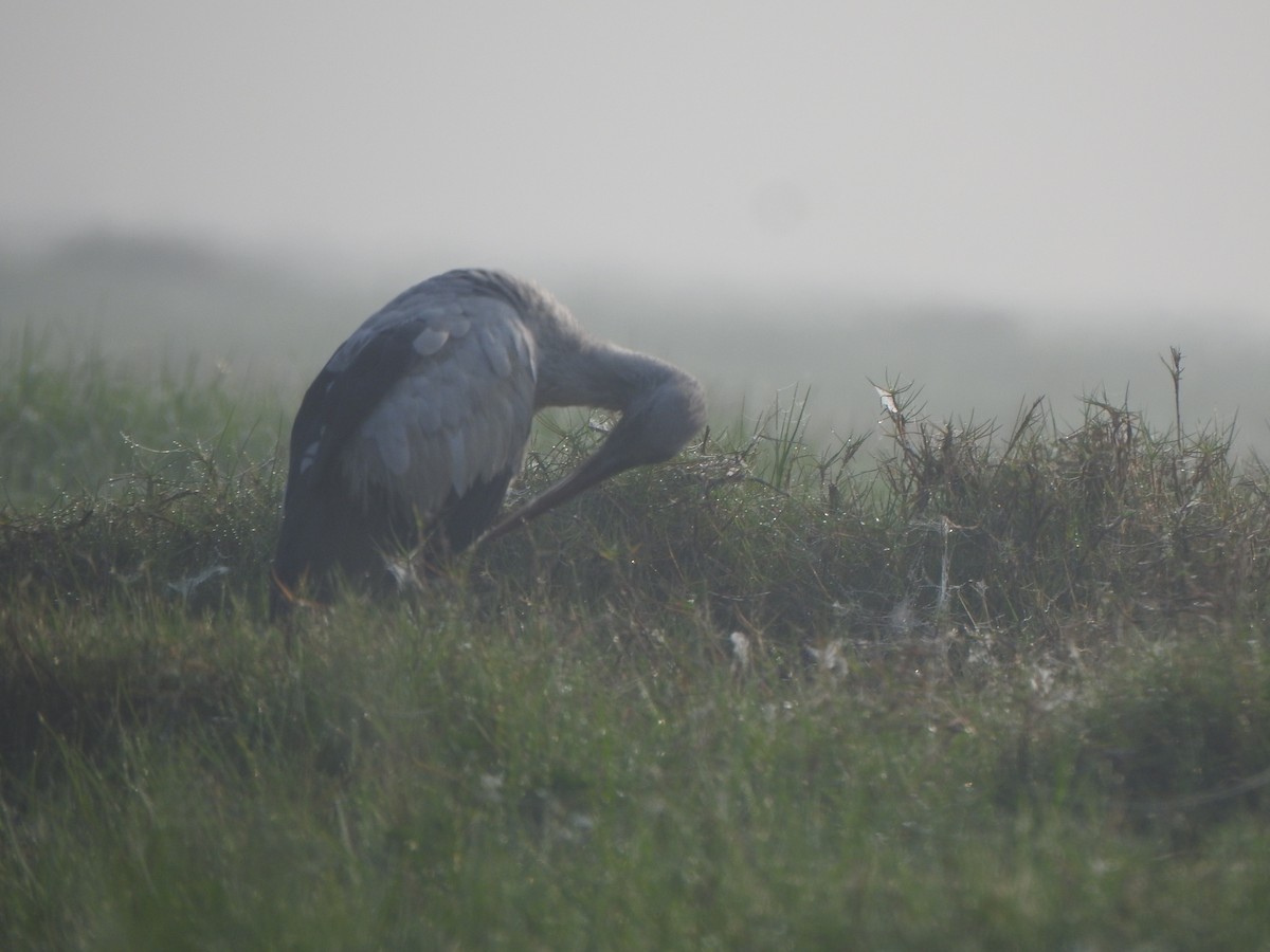 Asian Openbill - ML615167699