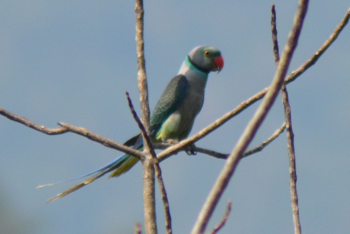 Малабарский кольчатый попугай - ML615167711