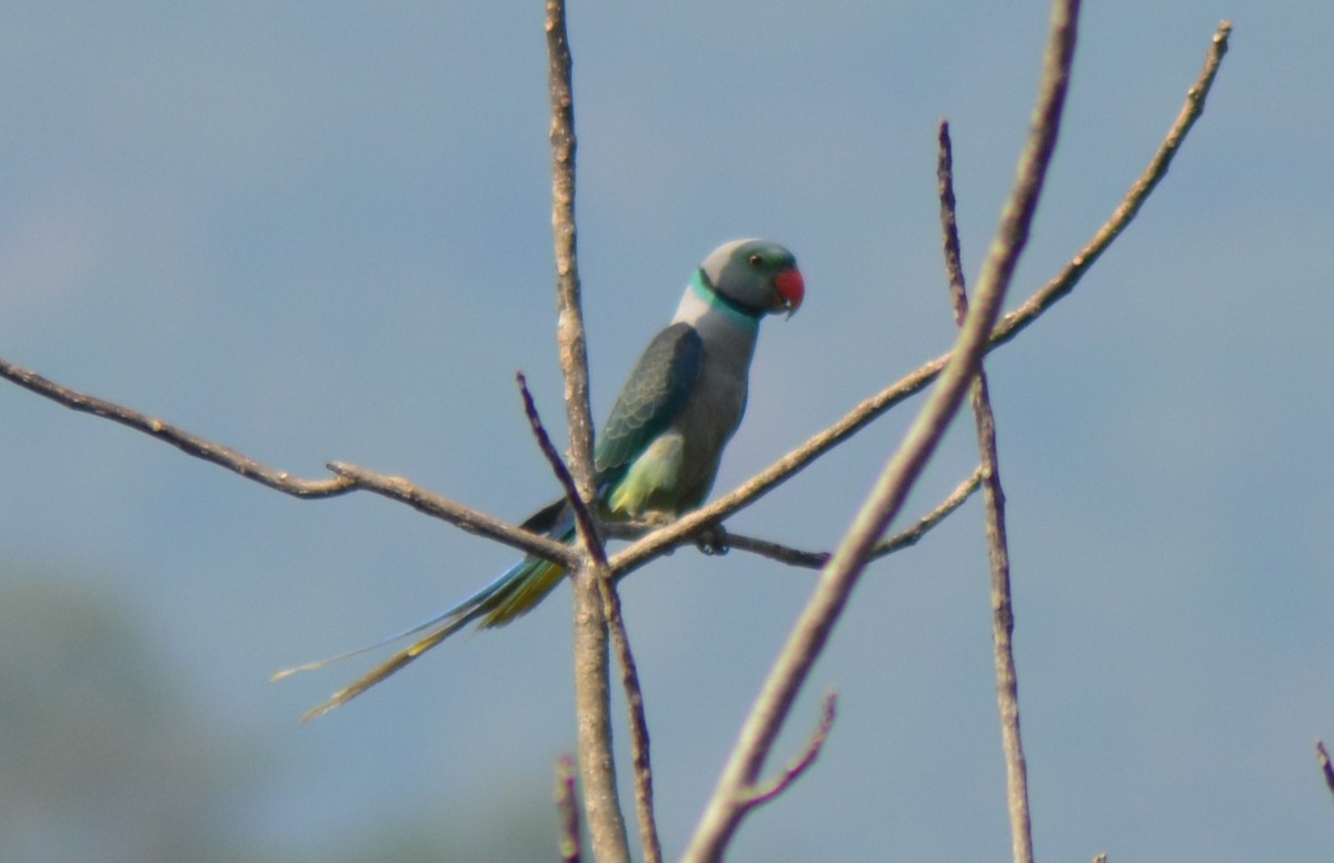 Малабарский кольчатый попугай - ML615167712
