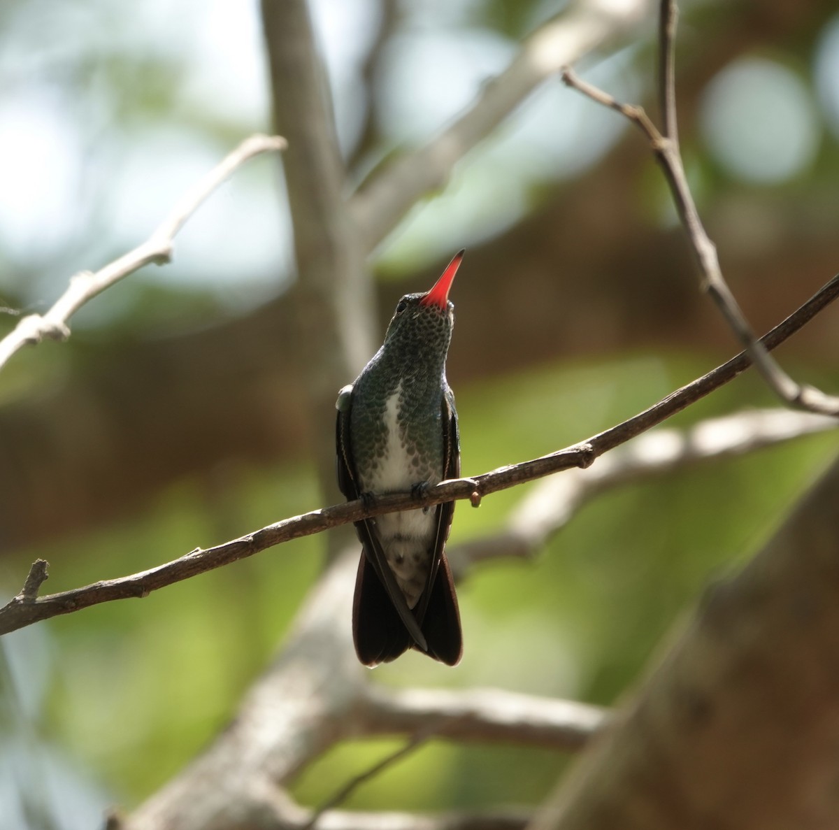 Glittering-throated Emerald - ML615167715