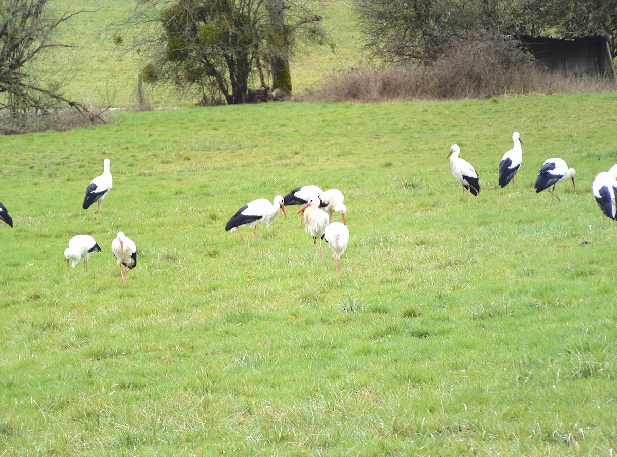 White Stork - Casella Sylvie