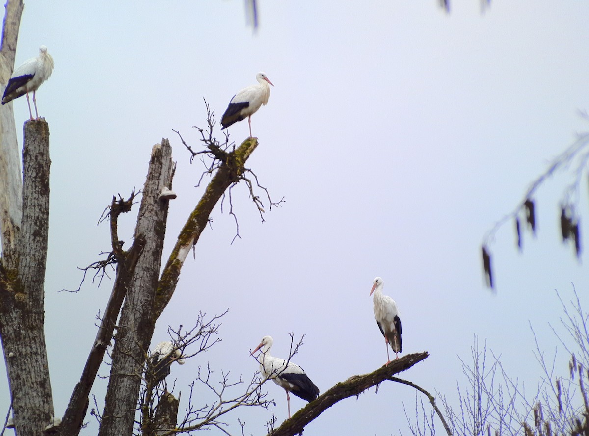 White Stork - Casella Sylvie