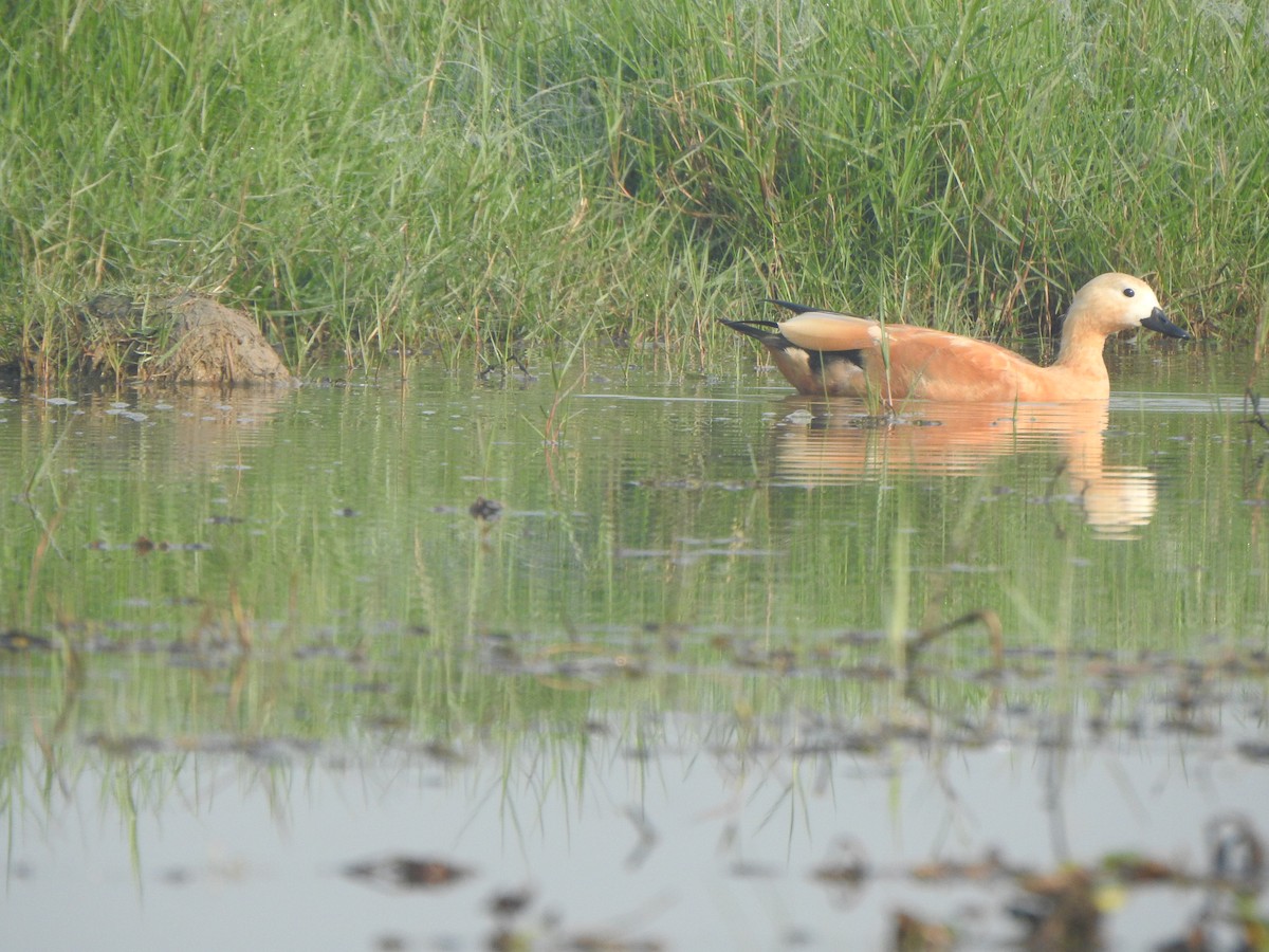 Ruddy Shelduck - ML615167726