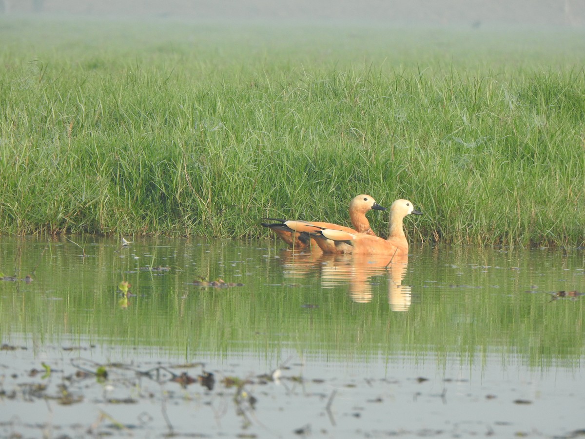 Ruddy Shelduck - ML615167727