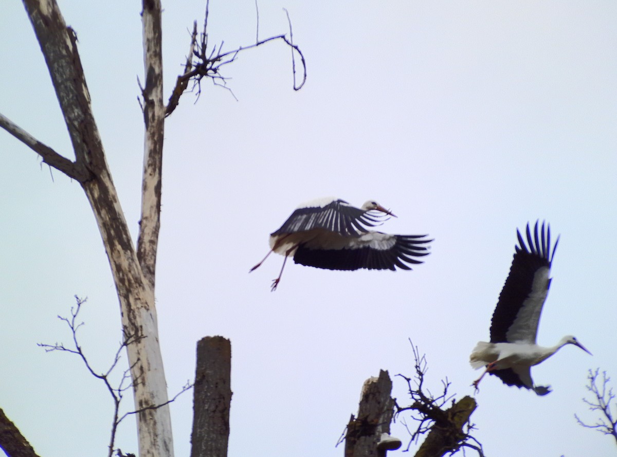 White Stork - Casella Sylvie