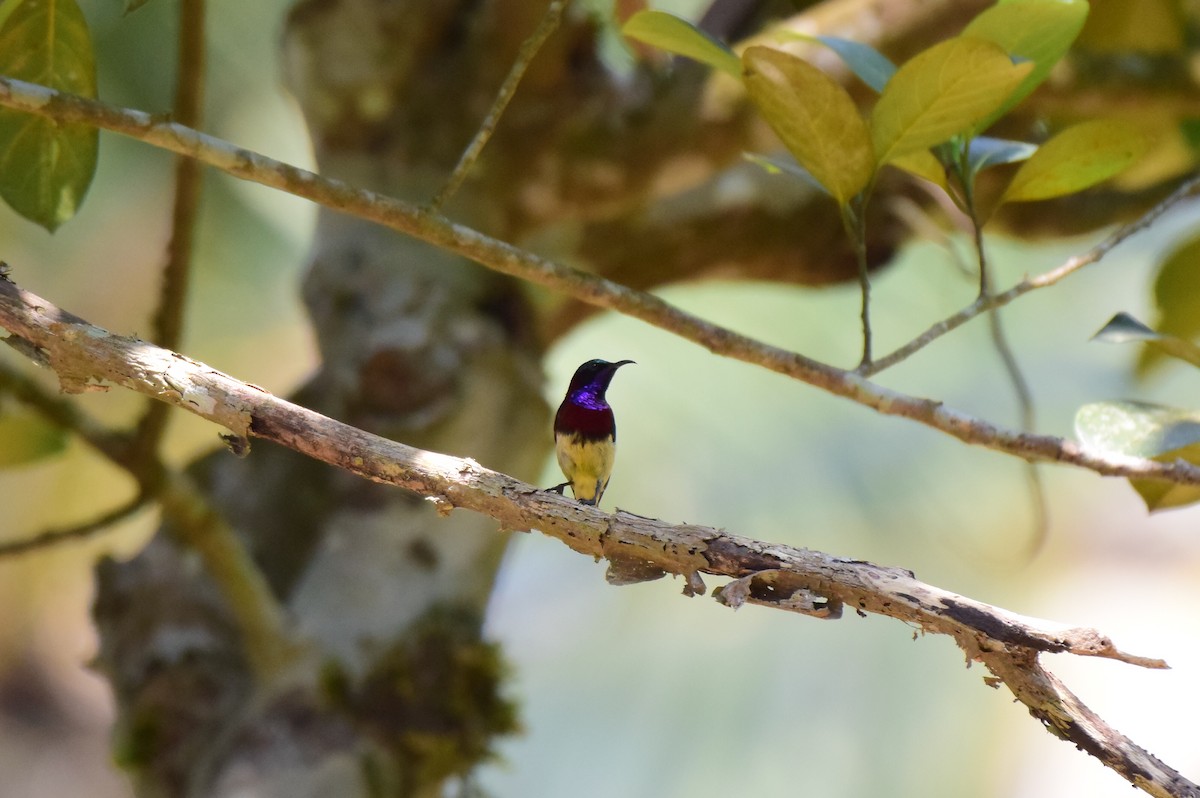 Crimson-backed Sunbird - Karan Shukla