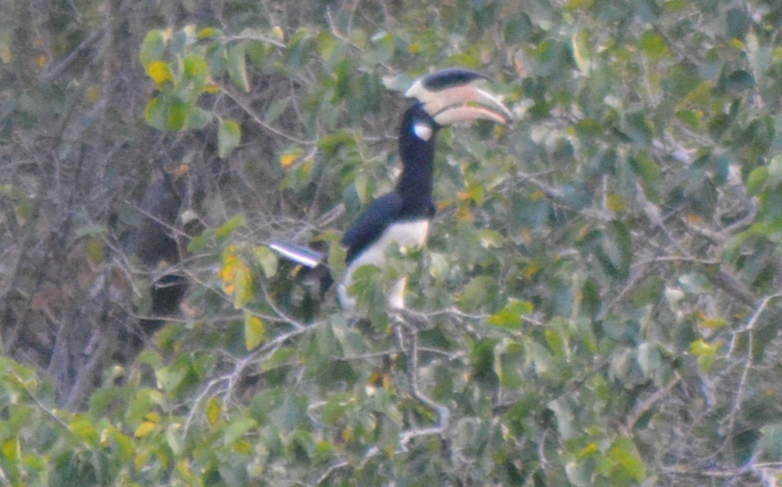 Malabar Pied-Hornbill - ML615167768