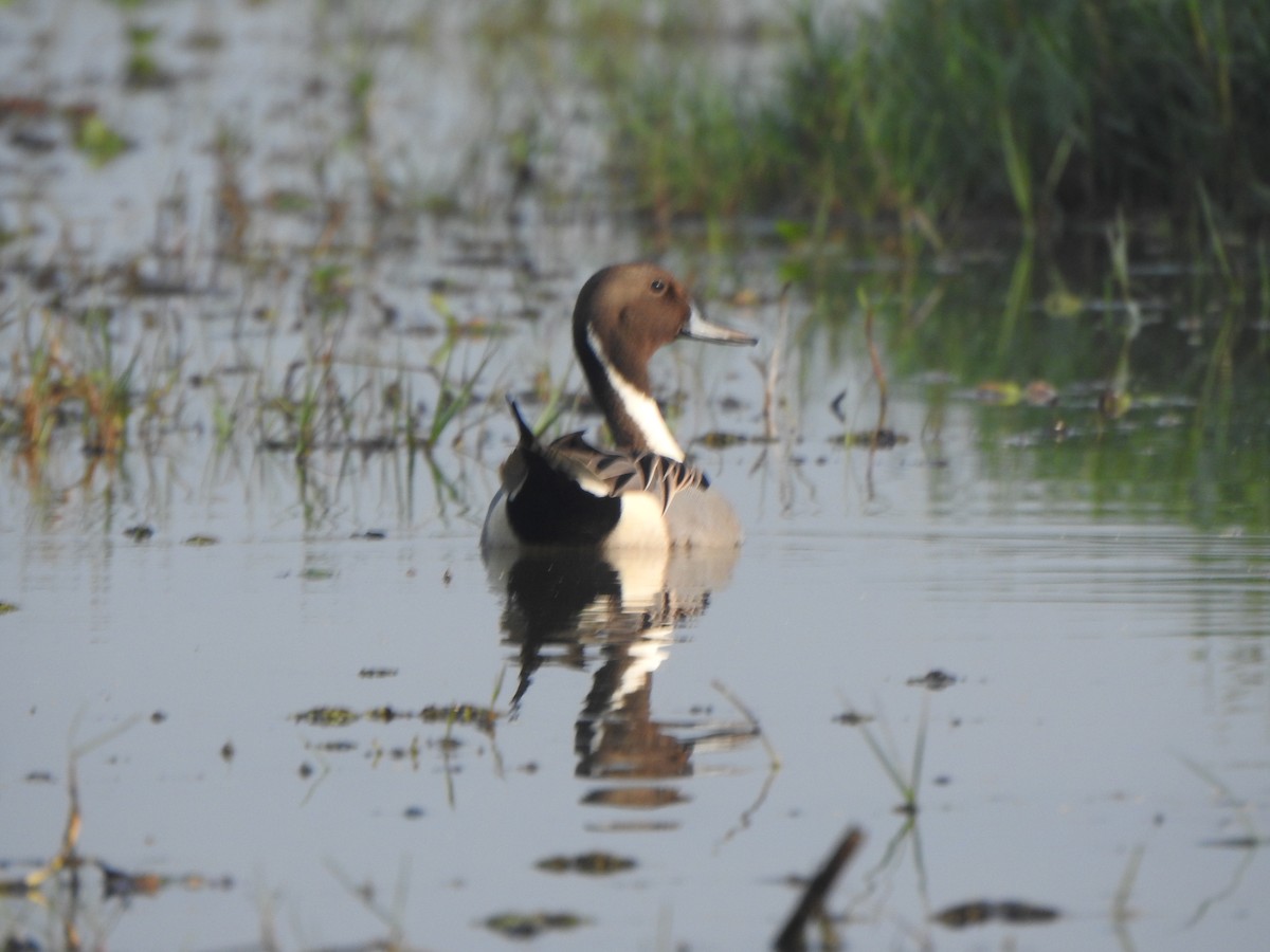 Northern Pintail - ML615167772