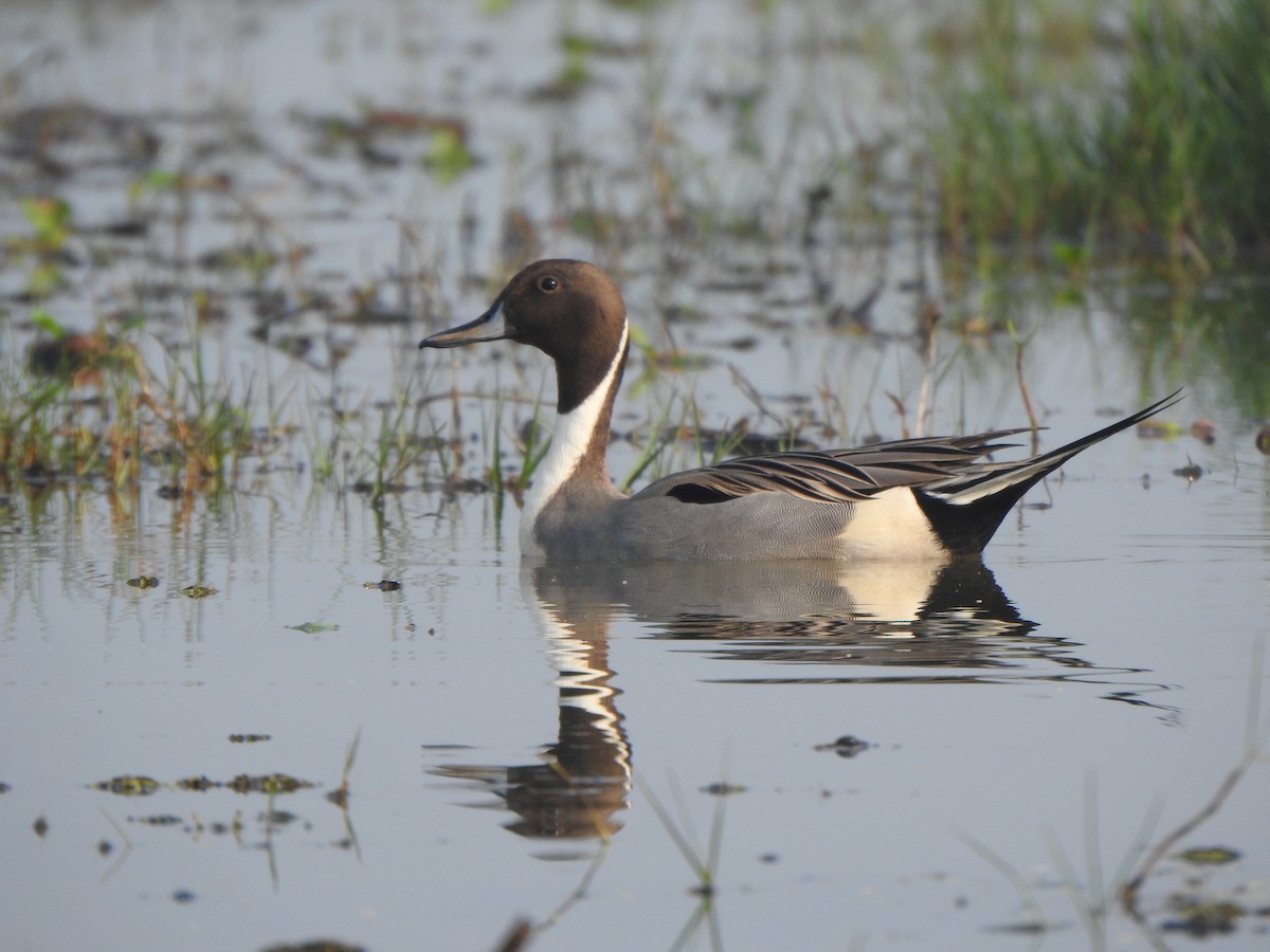 Northern Pintail - ML615167773