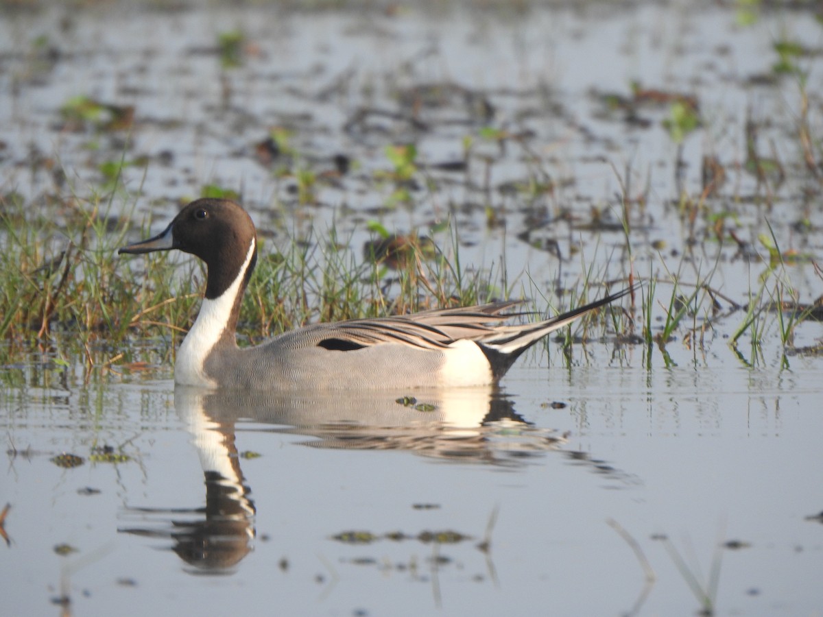 Northern Pintail - ML615167775