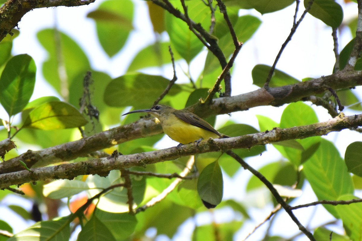 Little Spiderhunter - ML615167776