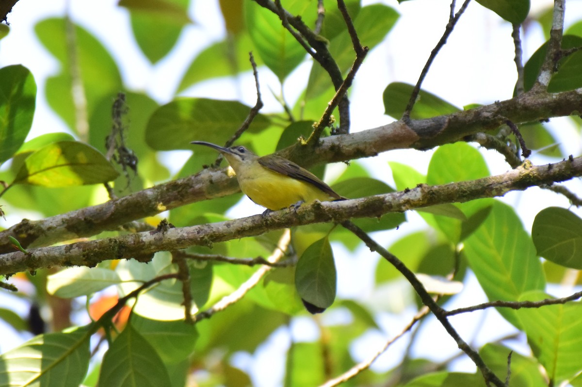 Little Spiderhunter - ML615167777