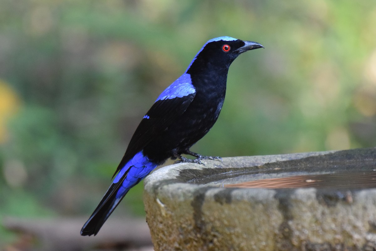 Asian Fairy-bluebird - Karan Shukla