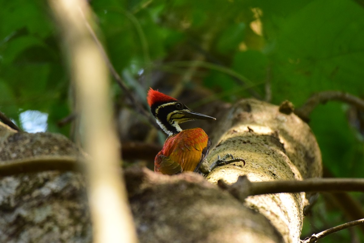 Malabar Flameback - Karan Shukla