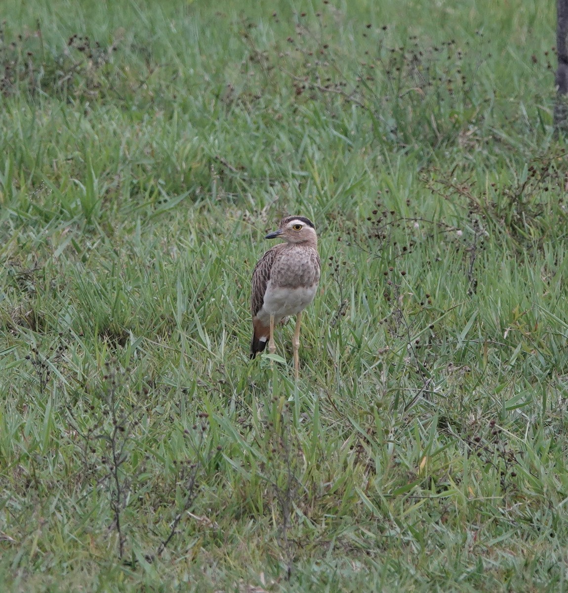 Double-striped Thick-knee - ML615167798