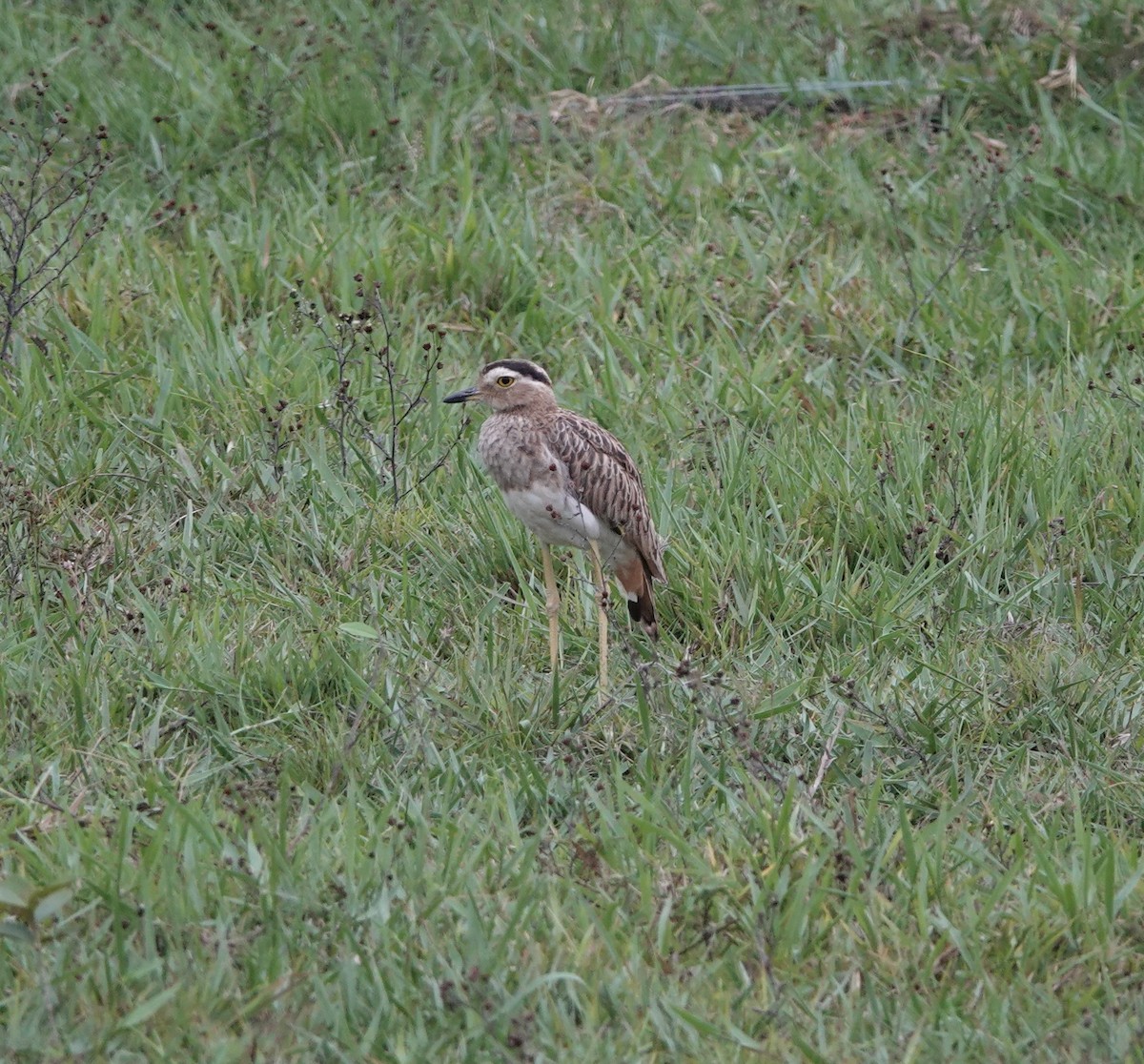 Double-striped Thick-knee - ML615167799