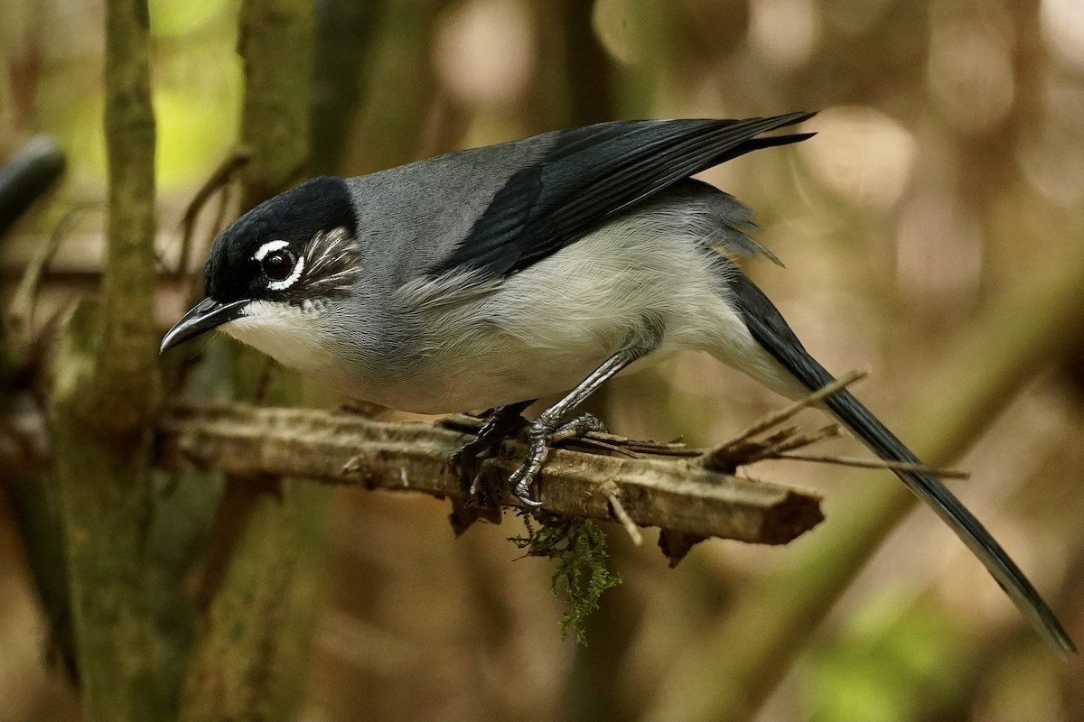 Black-headed Sibia (Lang Bian) - ML615167800