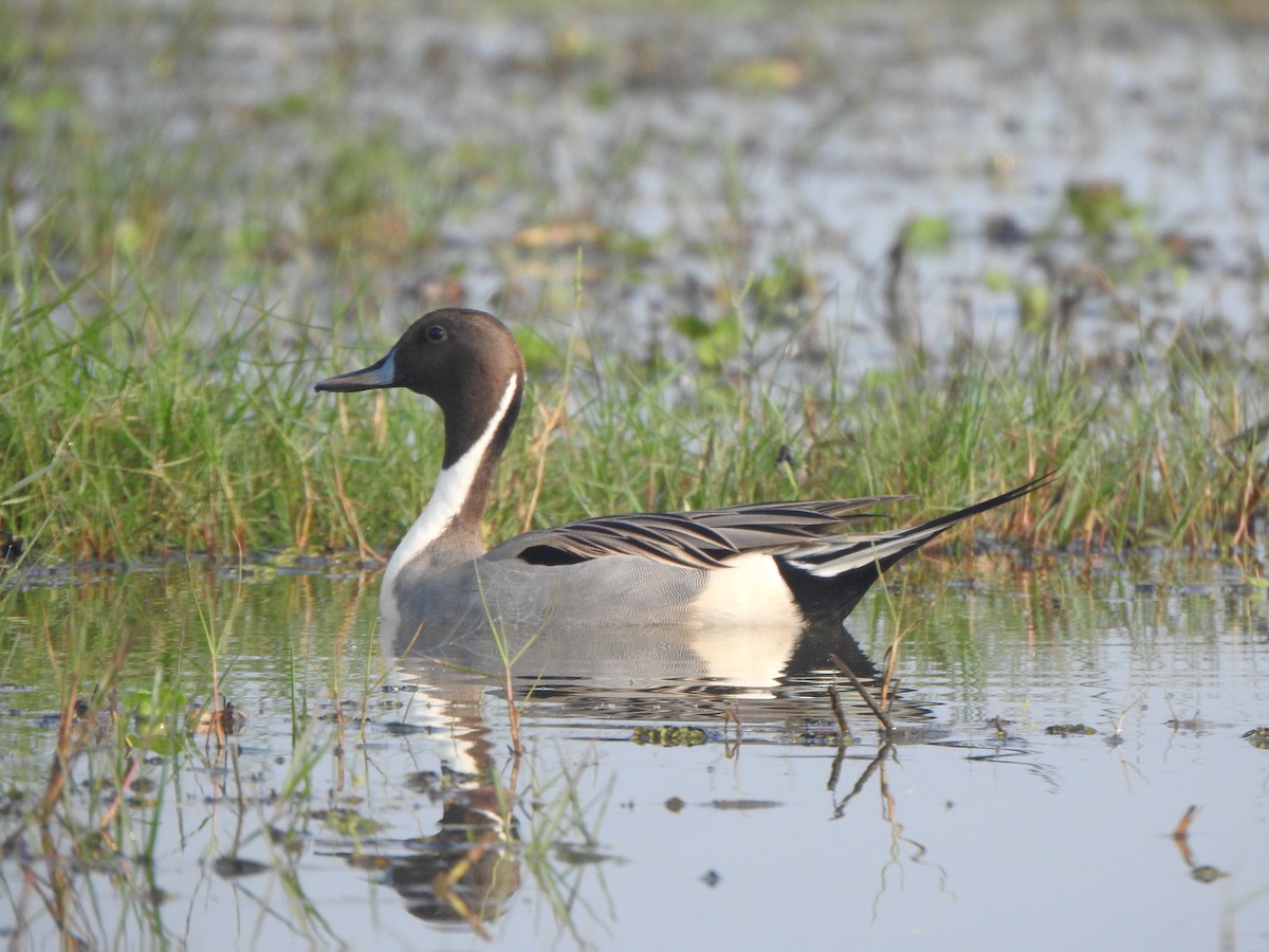 Northern Pintail - Arulvelan Thillainayagam