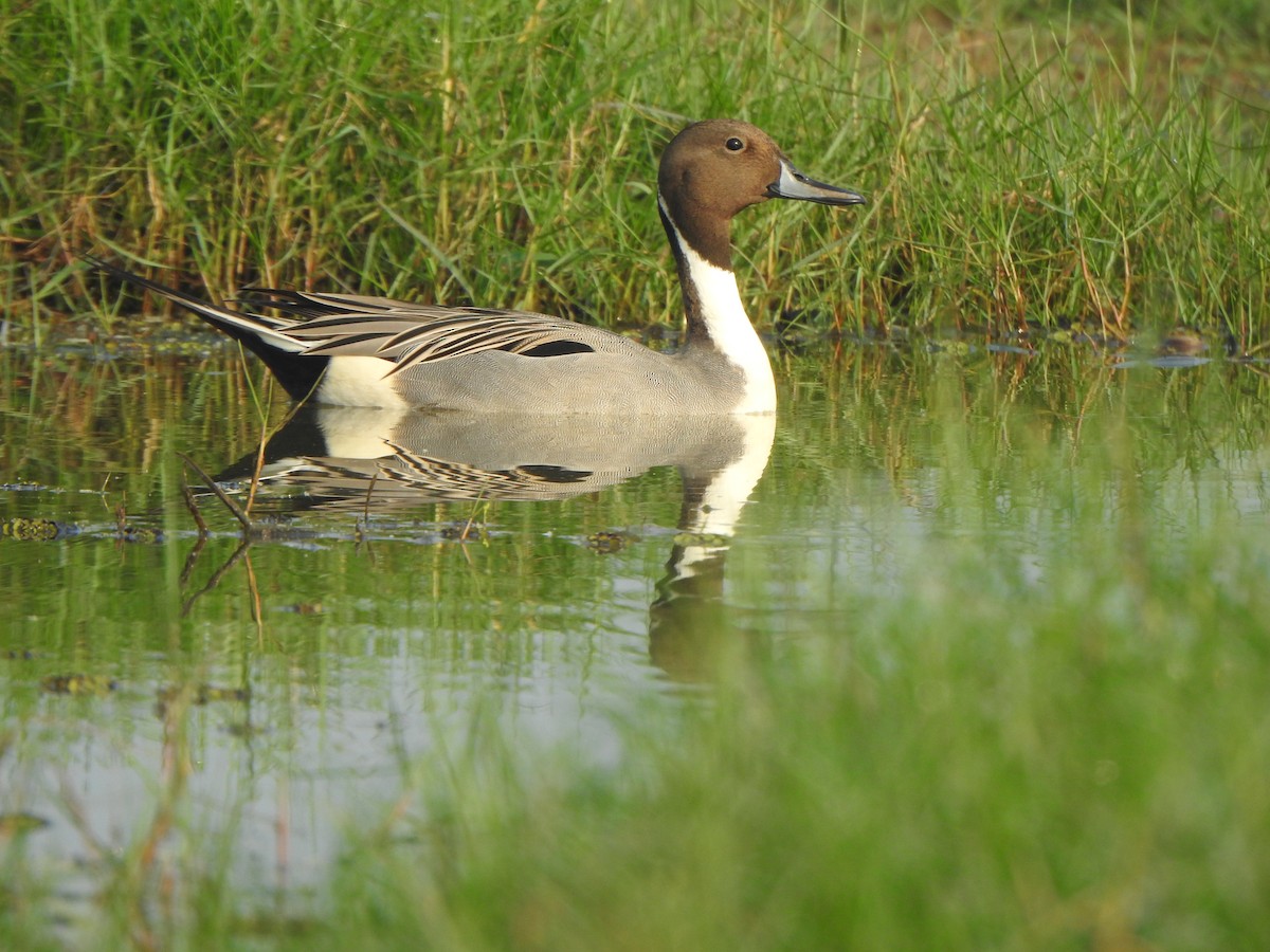 Northern Pintail - ML615167806