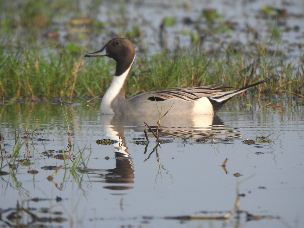 Northern Pintail - ML615167807