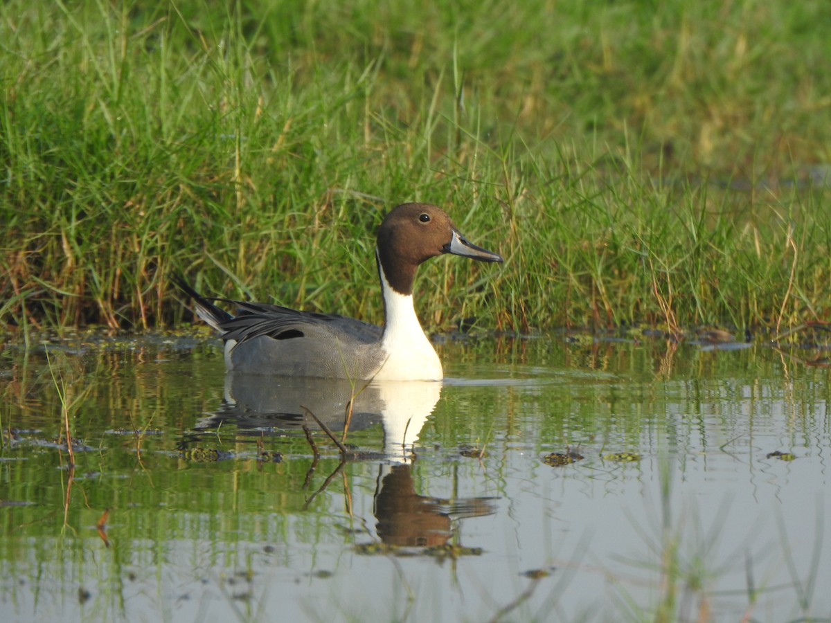 Northern Pintail - ML615167809