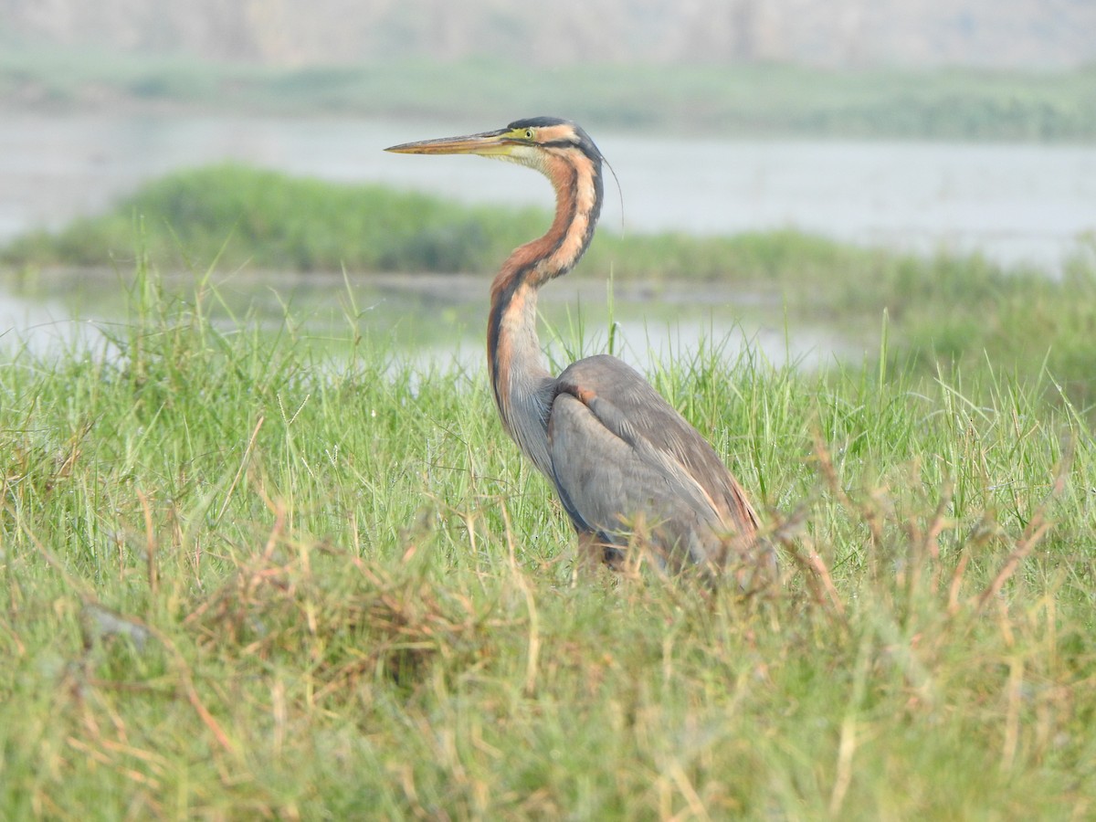 Purple Heron - ML615167826