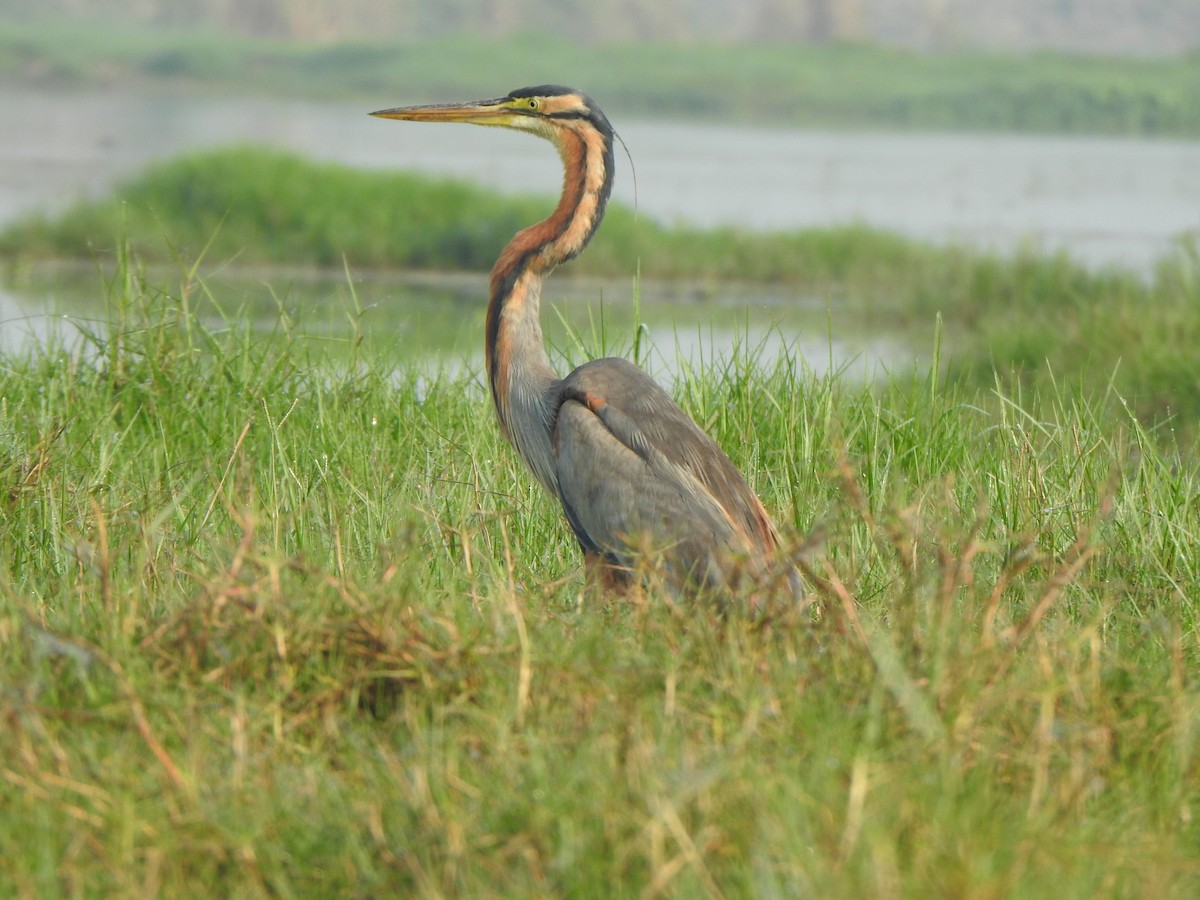 Purple Heron - ML615167827