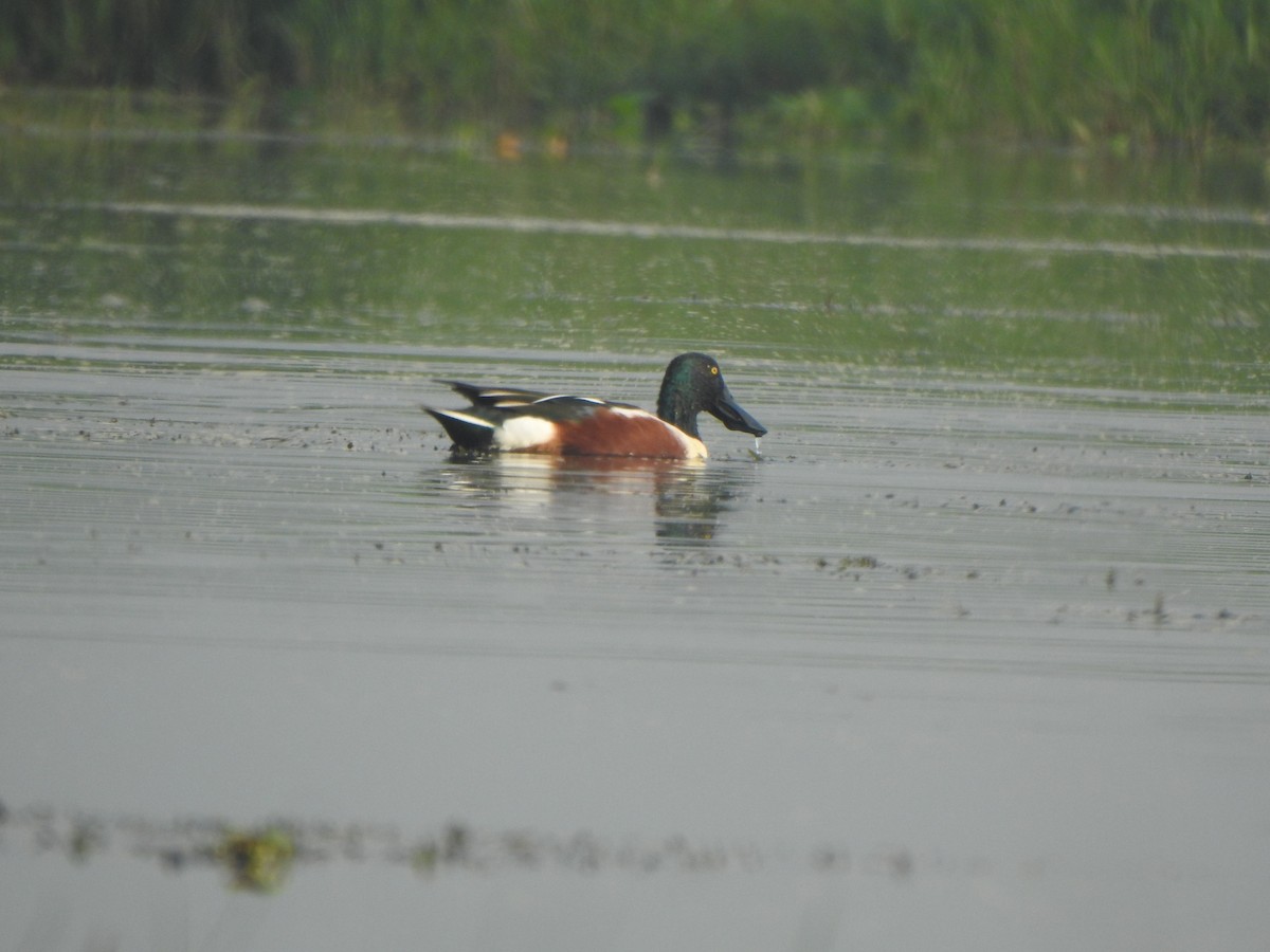 Northern Shoveler - Arulvelan Thillainayagam