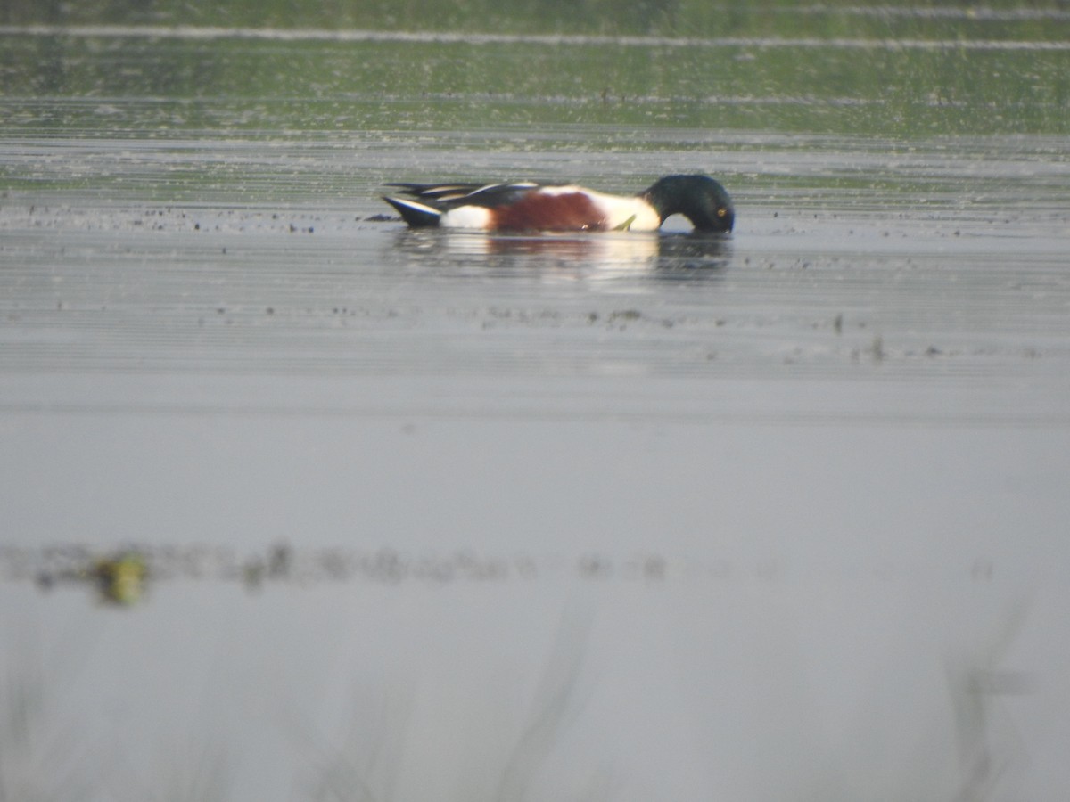 Northern Shoveler - Arulvelan Thillainayagam