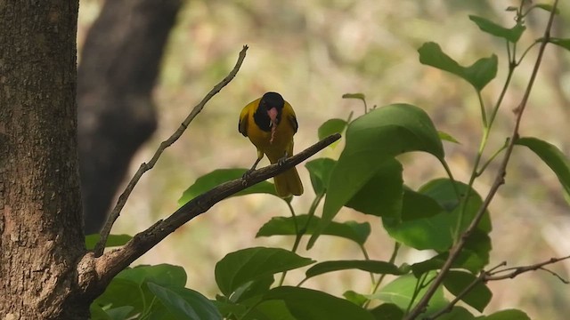 Black-hooded Oriole - ML615167844