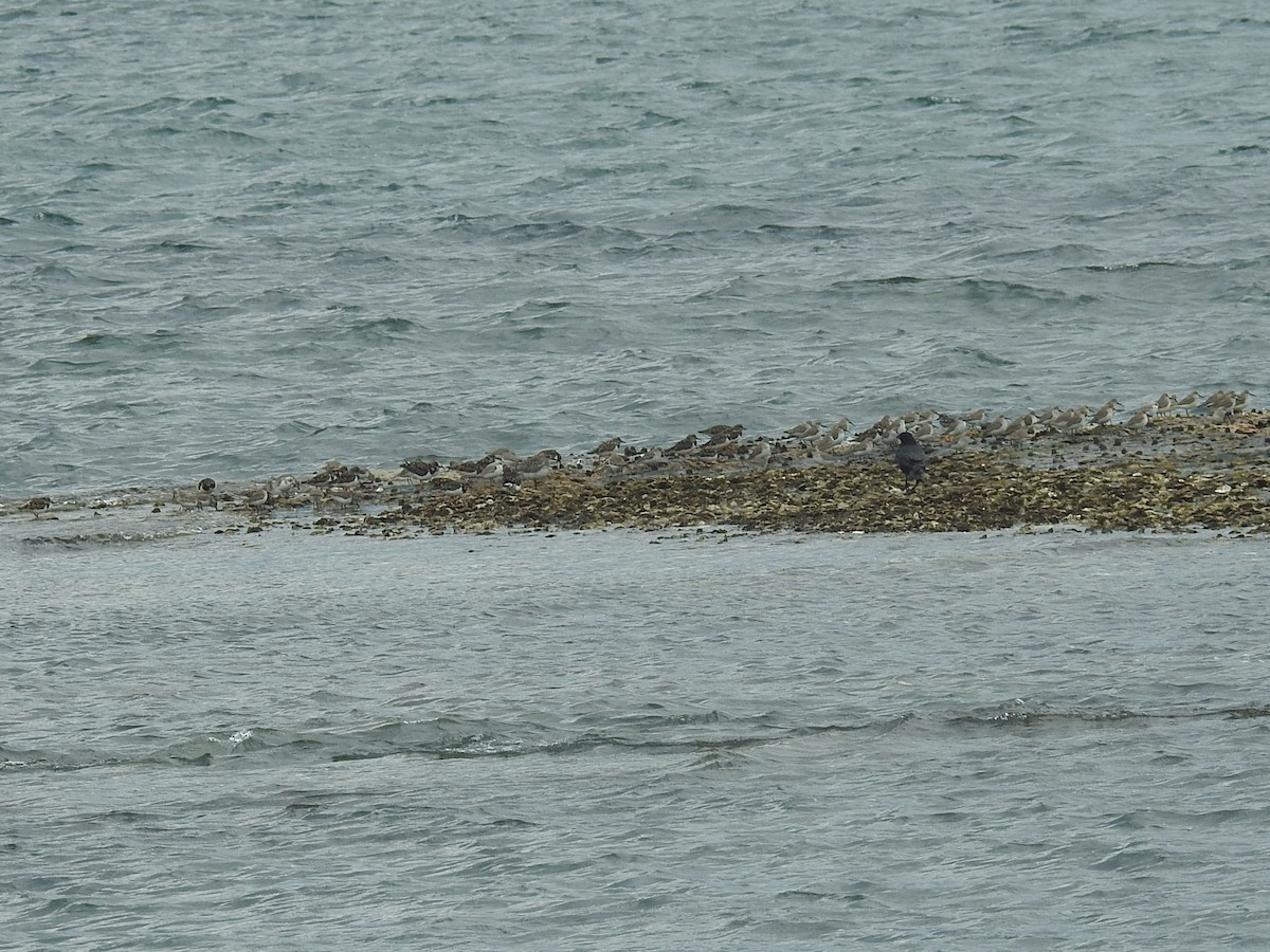 Ruddy Turnstone - ML615167889