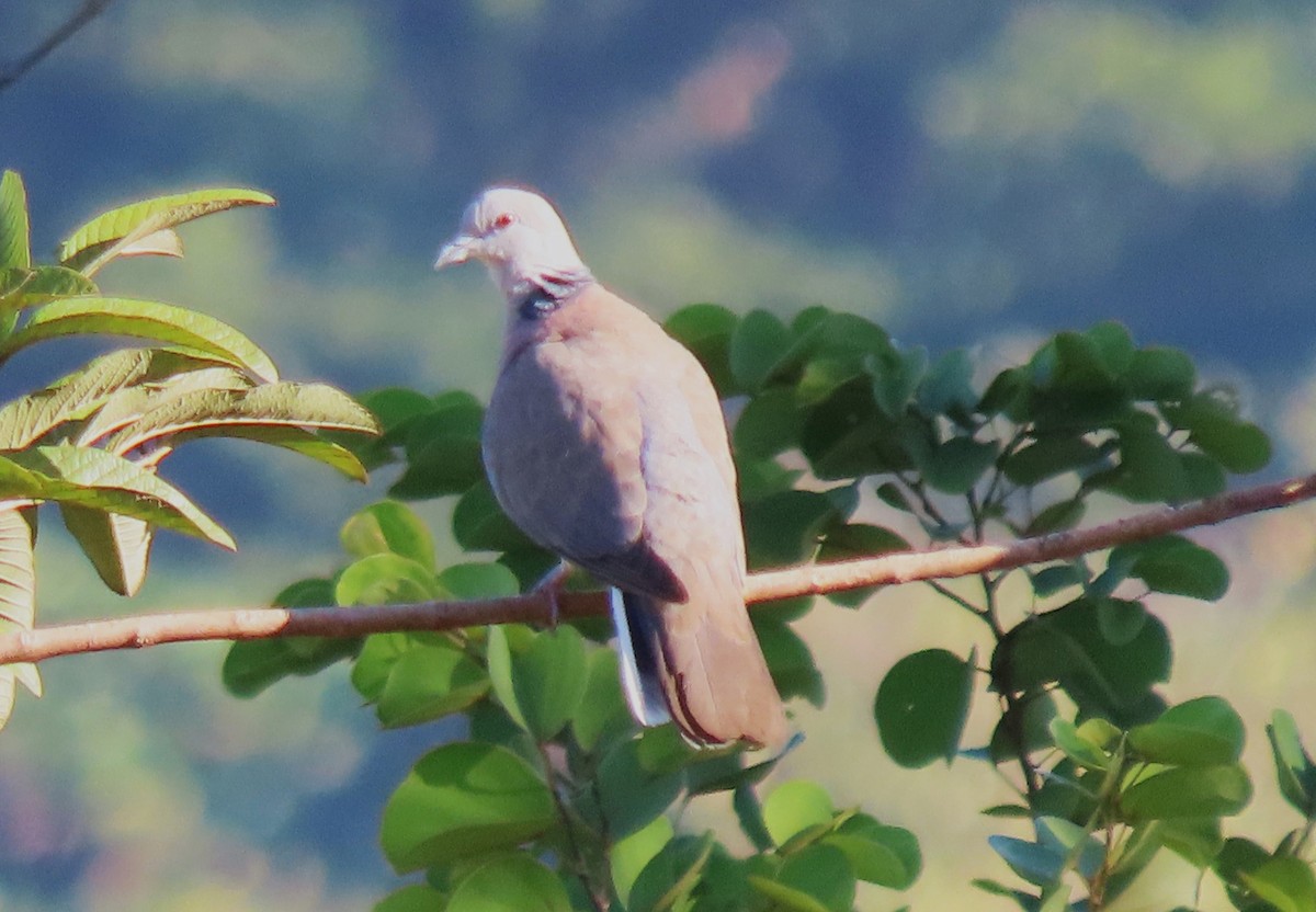 Philippine Collared-Dove - ML615167921