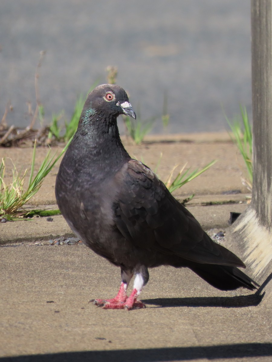 Rock Pigeon (Feral Pigeon) - ML615167938